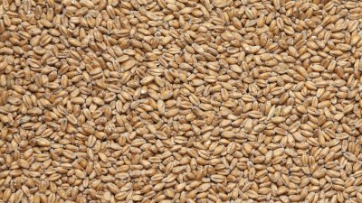 Солод пшеничный необжаренный "Wheat malt" (Viking Malt, Финляндия)